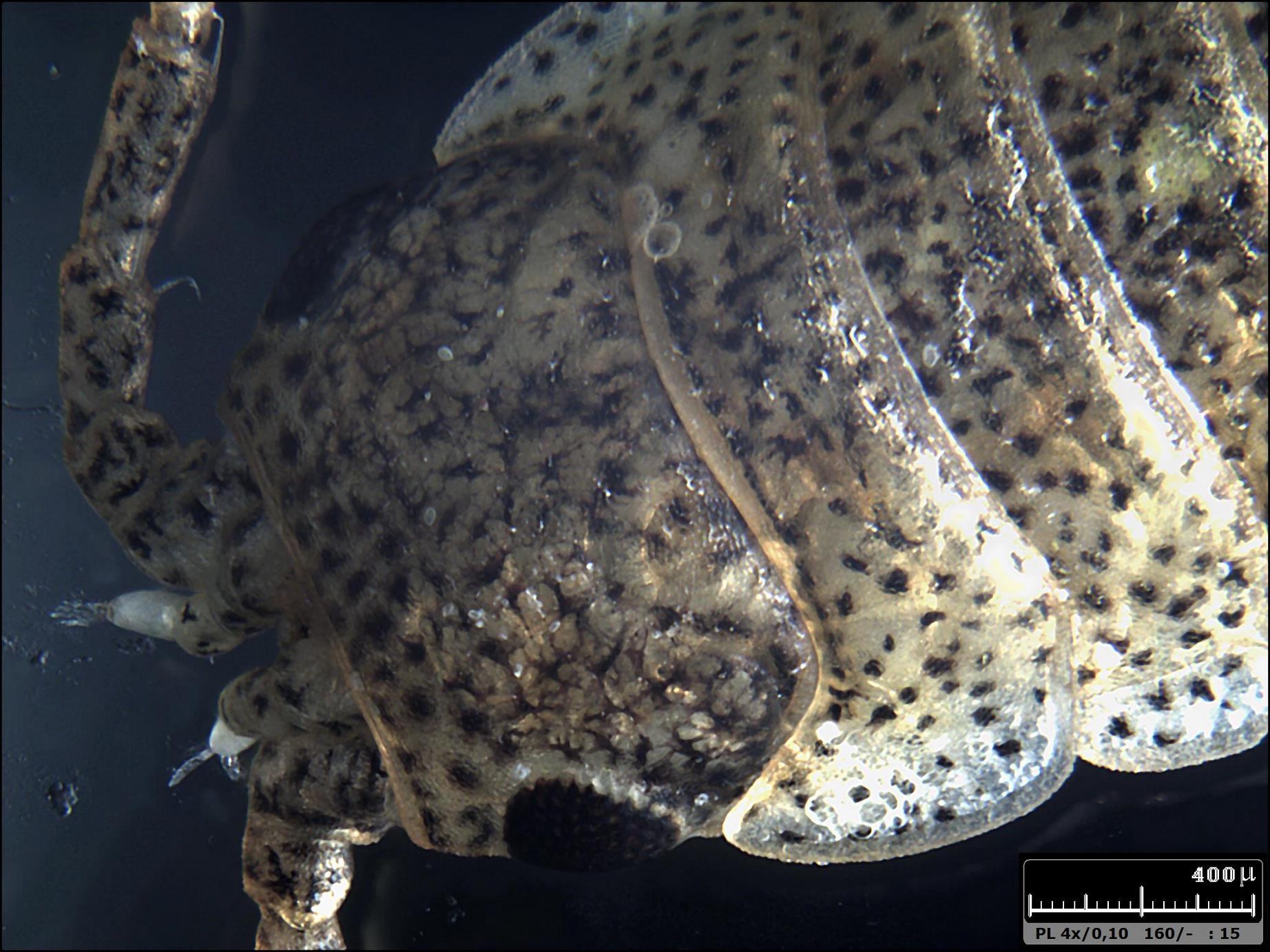 Esercitazioni in Helicon Focus